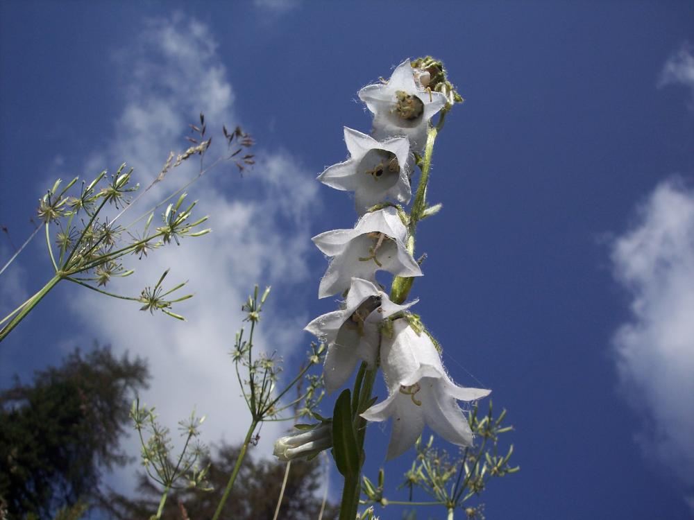 Campanula barbata / Campanula frangiata